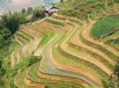 Rýžová pole v Sapě
